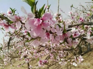 万率春天 熠熠生辉(2016.4.2)